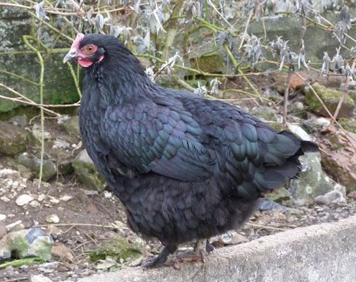 Poule dEstaires