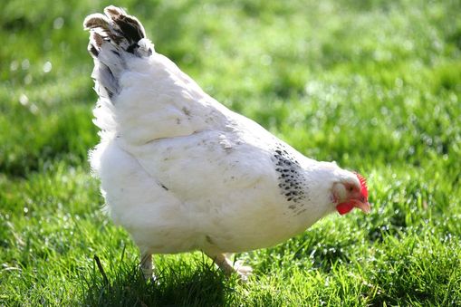 PouledeBourbourg